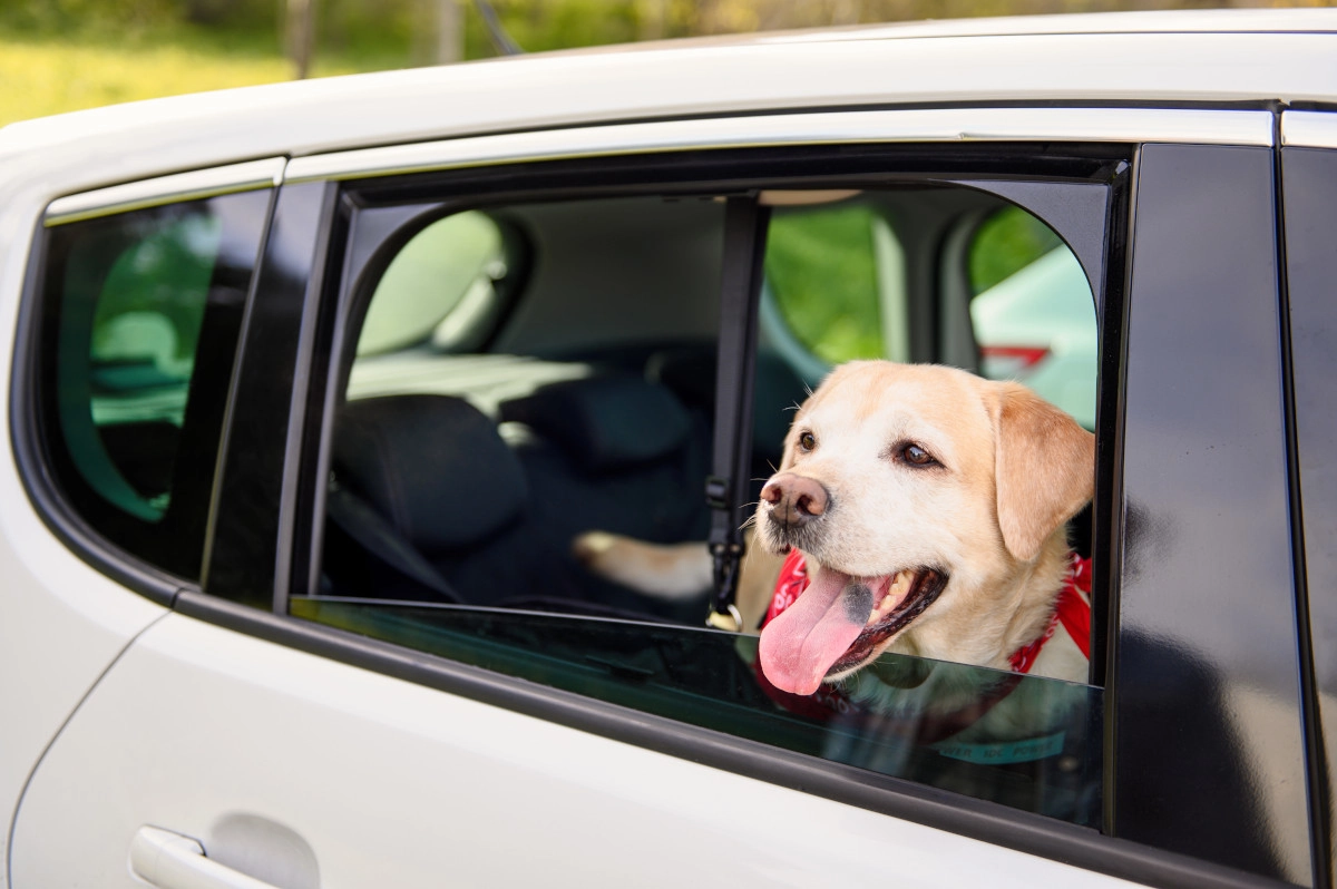 perro en taxi